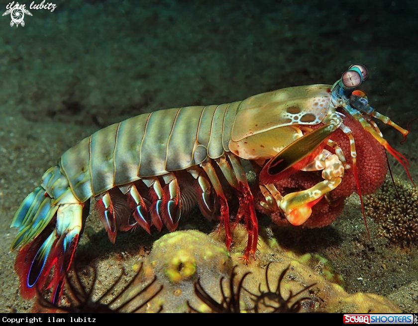A Mantis Shrimp