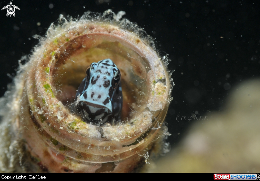 A Blenny