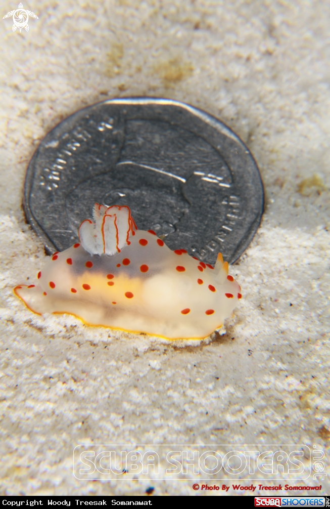 A Gymnodoris Ceylonica.