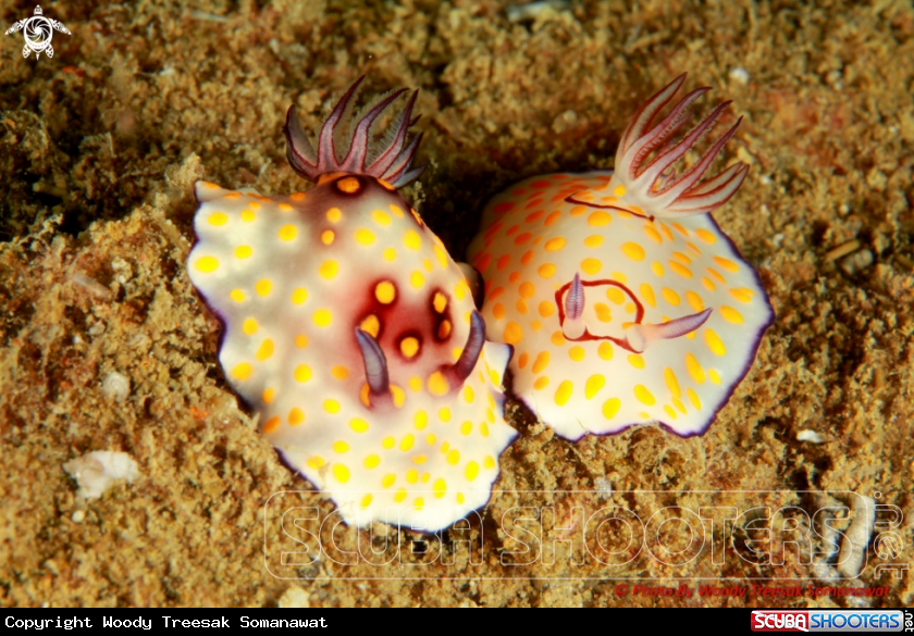 A Goniobranchus hintuanensis (L) and Goniobranchus annulatus (R)