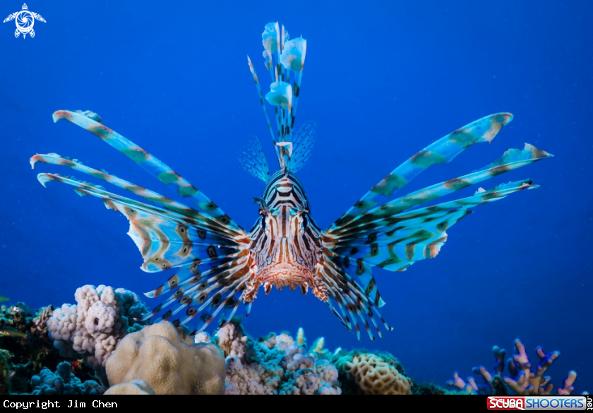 A Red Lionfish