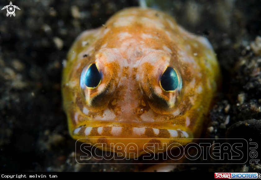 A Jawfish