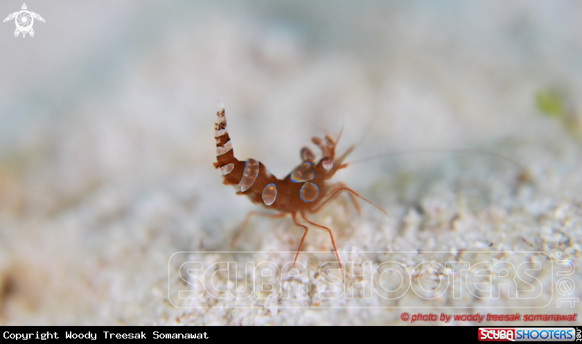 A Thor amboinensis