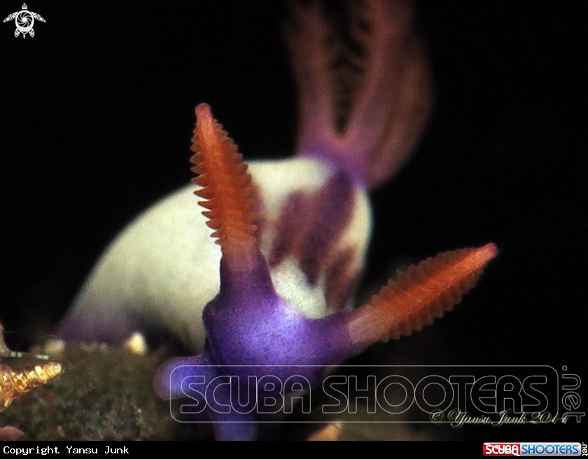 A Nembrotha purpureolineata