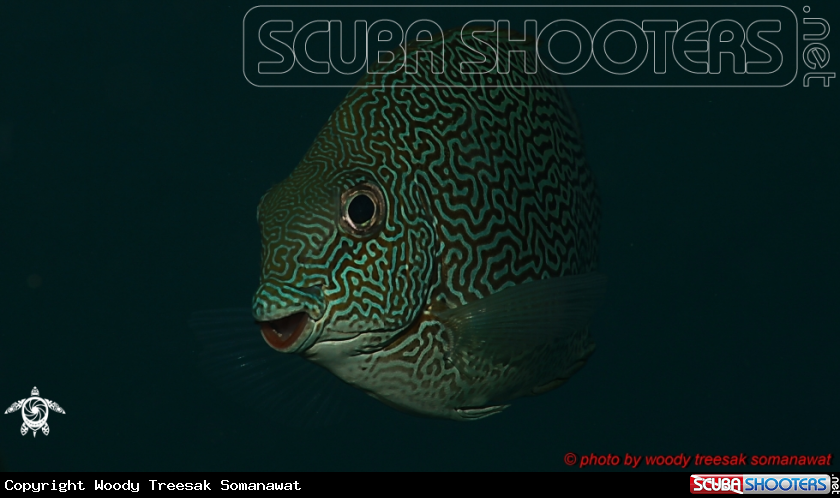 A Gold-saddle Rabbitfish