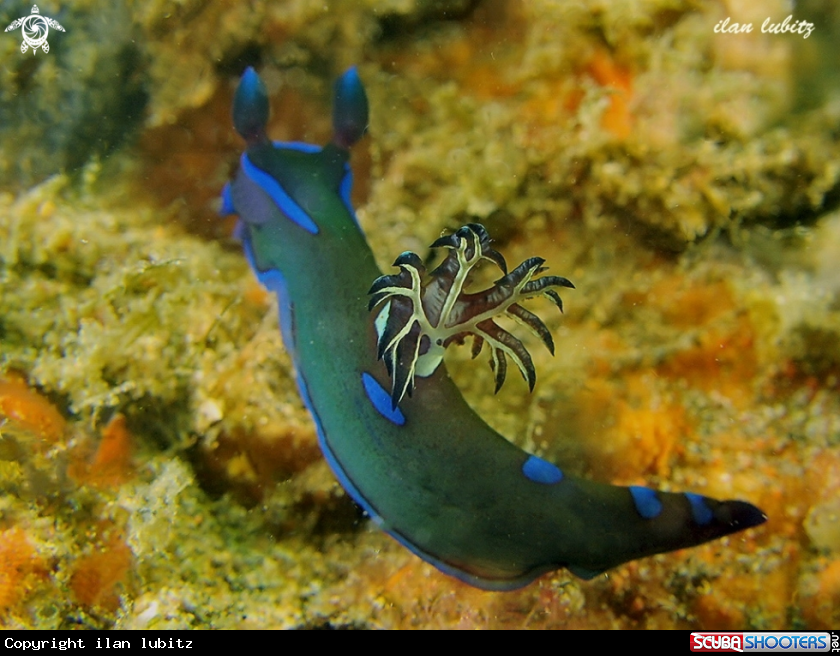 A Nudibranch