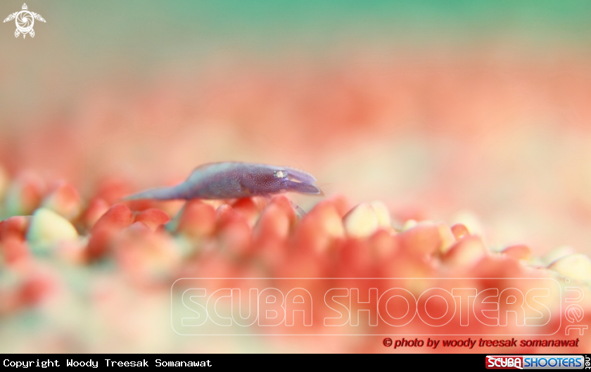 A Periclimenes soror.