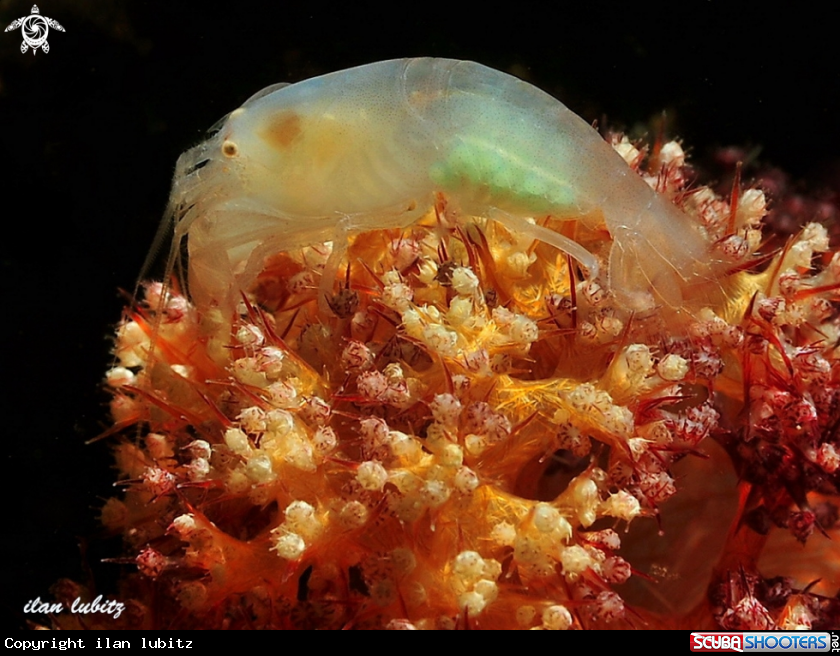 A Snaping Shrimp