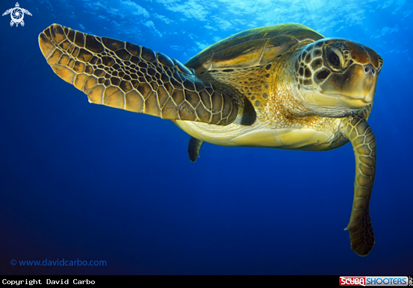 A Green turtle