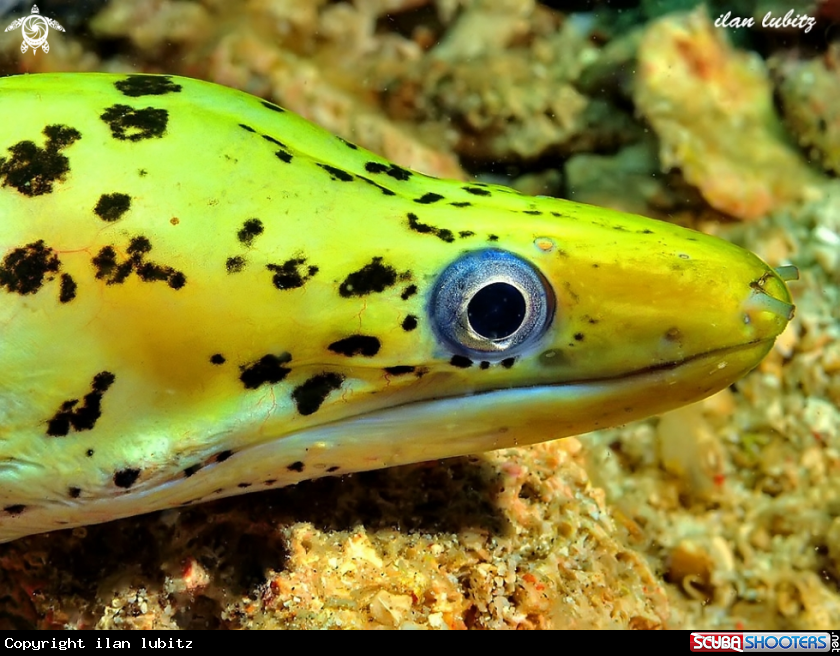 A Moray ell
