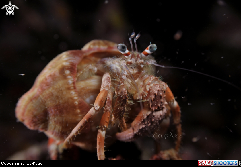 A Hermit Crab