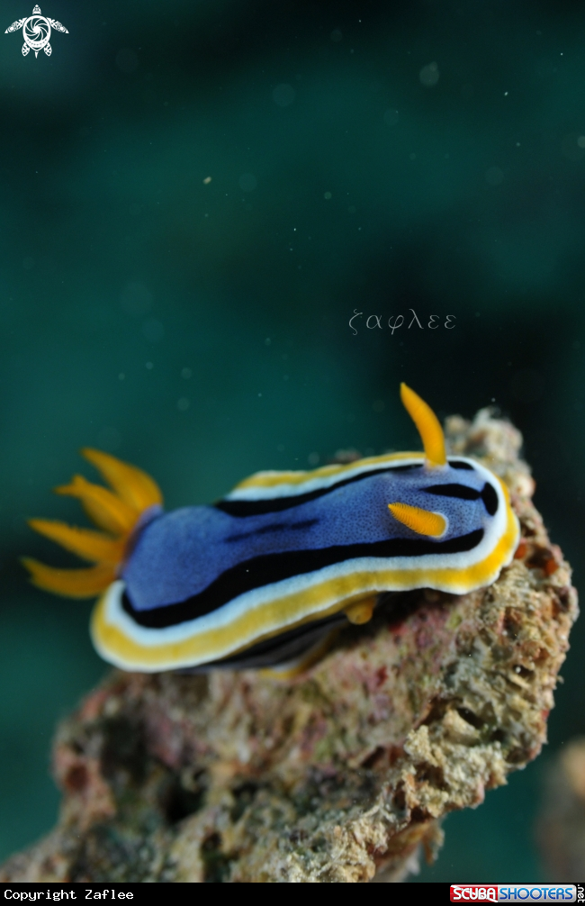 A Nudibranch