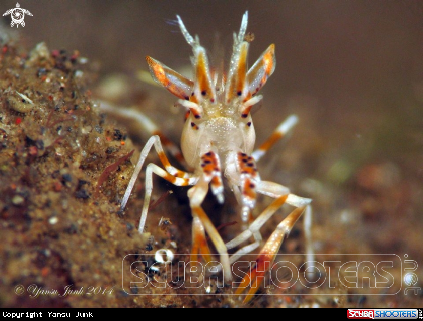 A Tiger shrimp