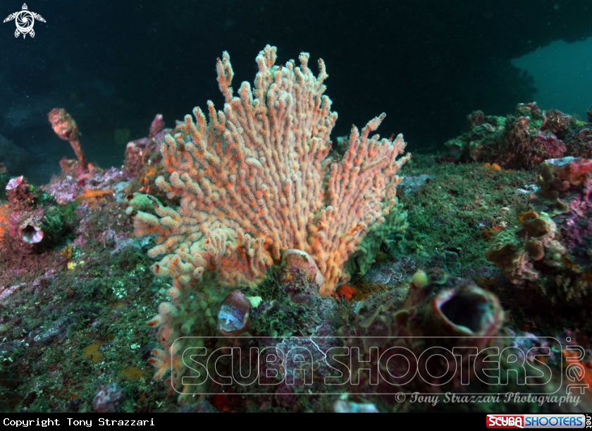 A Soft Coral Gorgonian