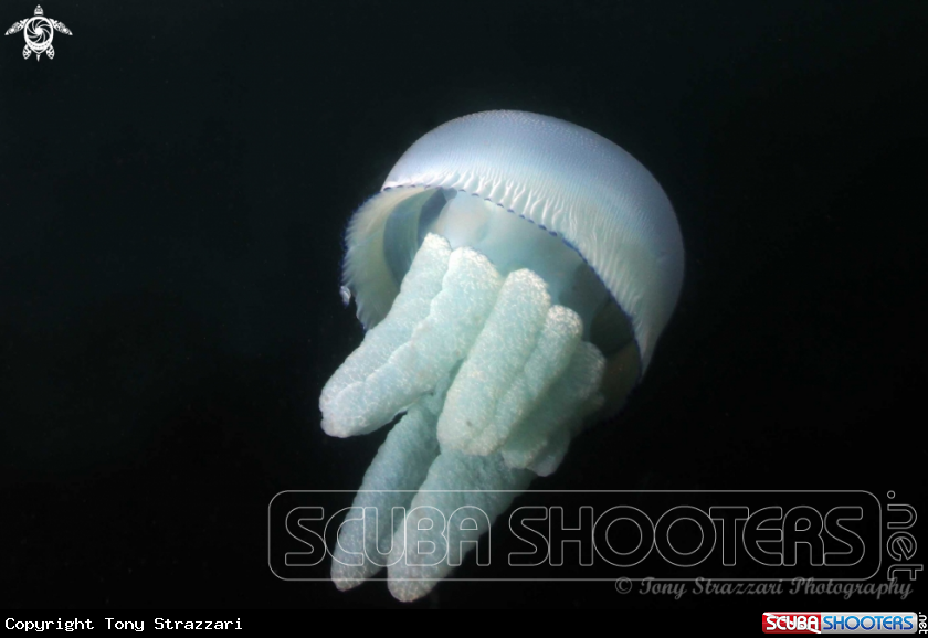 A Jelly blubber
