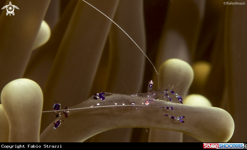 A Anemone shrimp