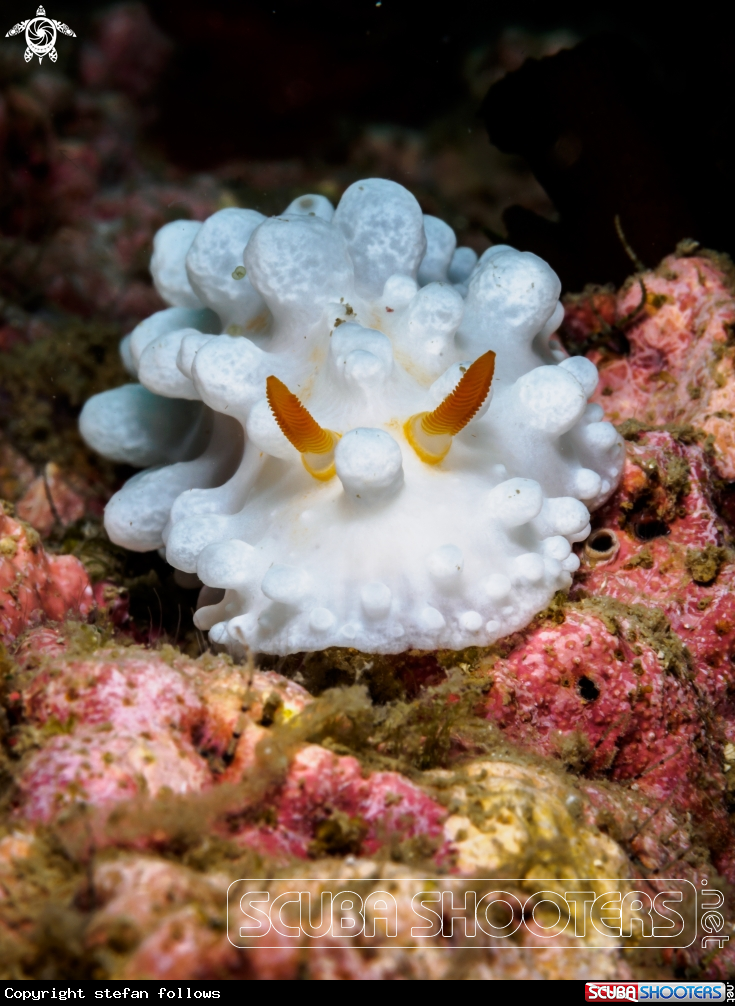 A Wart Slug