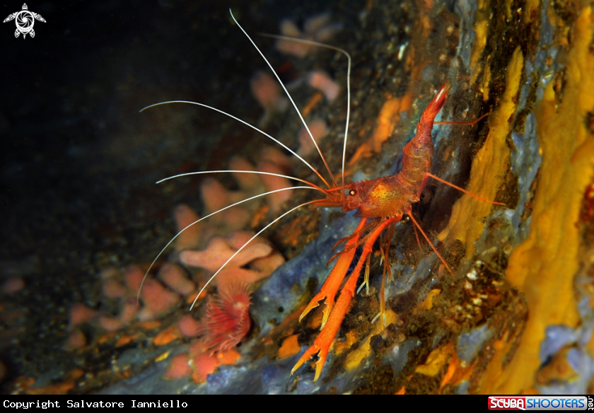A underwater creature
