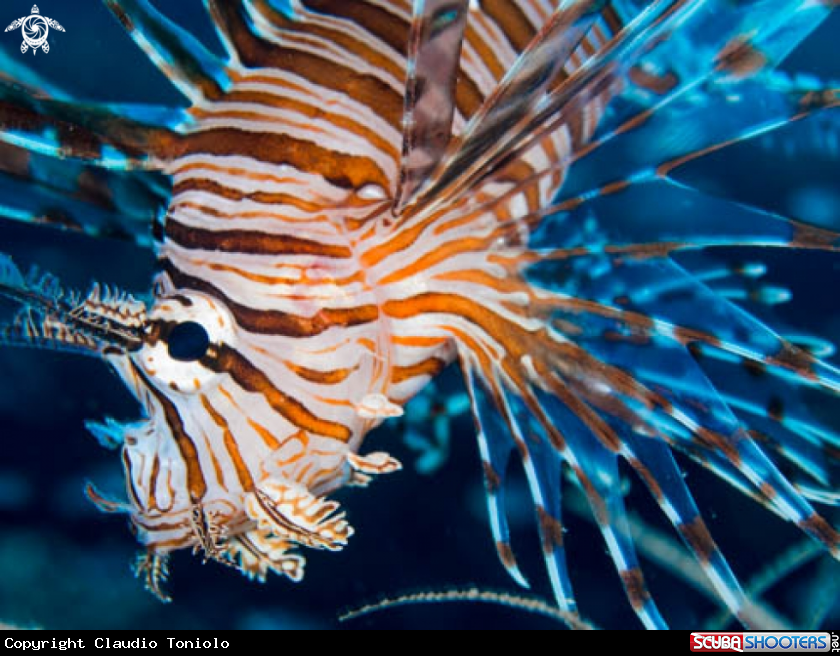 A Pterois Volitans
