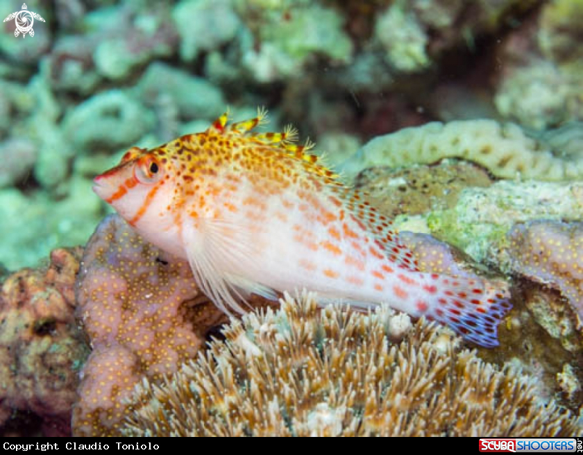 A Cirrhitichthys Falco