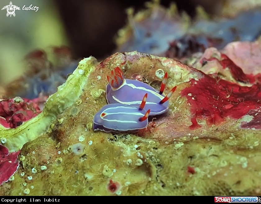 A Nudibranch