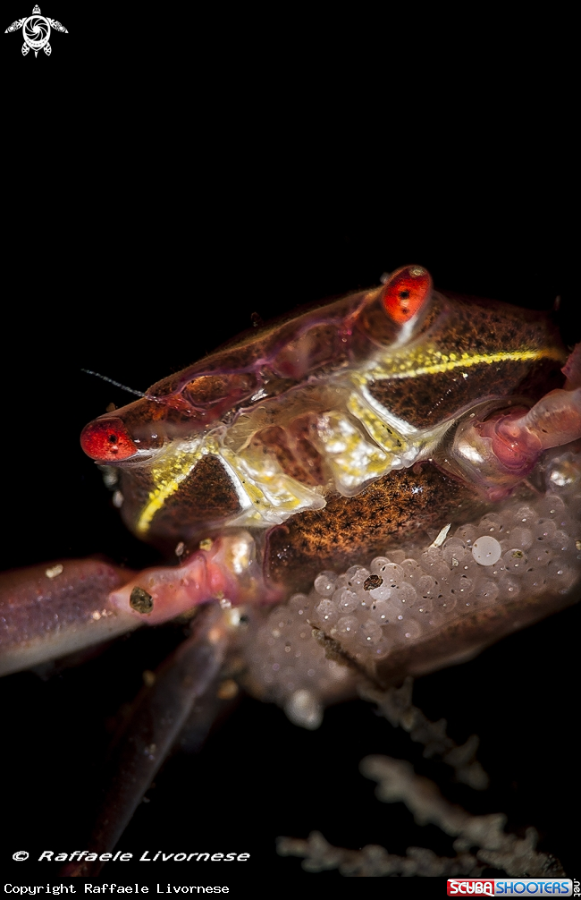 A Crab with eggs