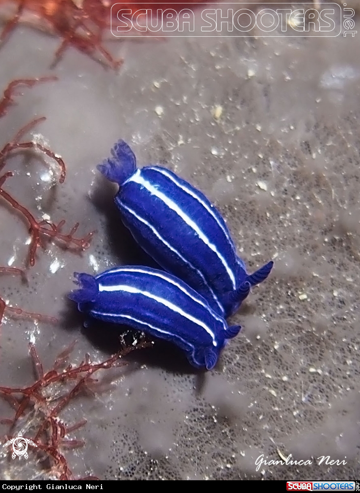 A Nudibranch