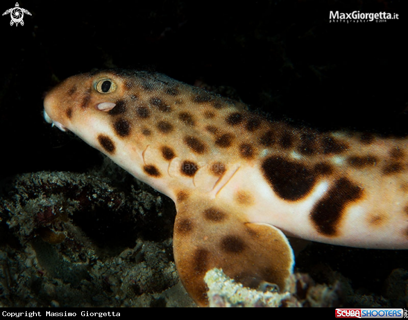 A epaulette shark