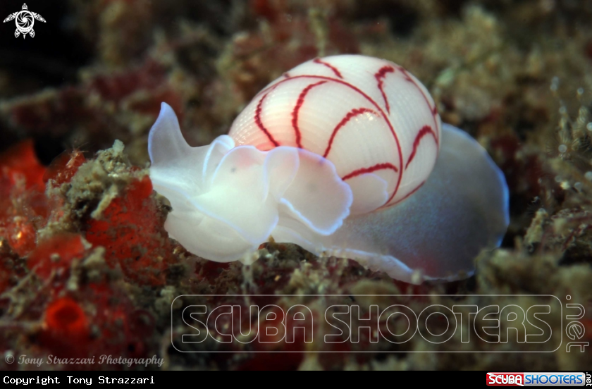 A Lined Bubble-shell