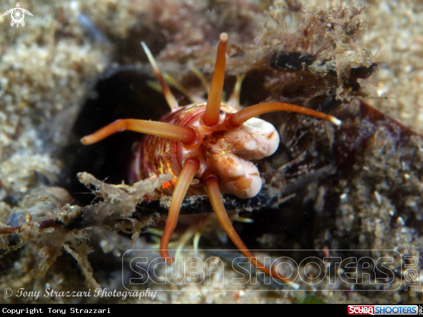 A Sand worm (bobbit worm)