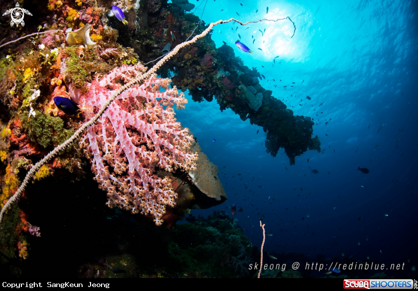 A Fusikawa maru