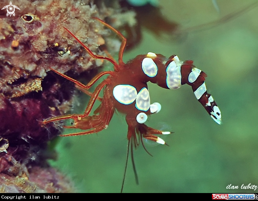 A  Sexy Shrimp