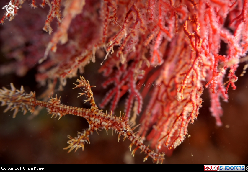 A Ghost Pipefish
