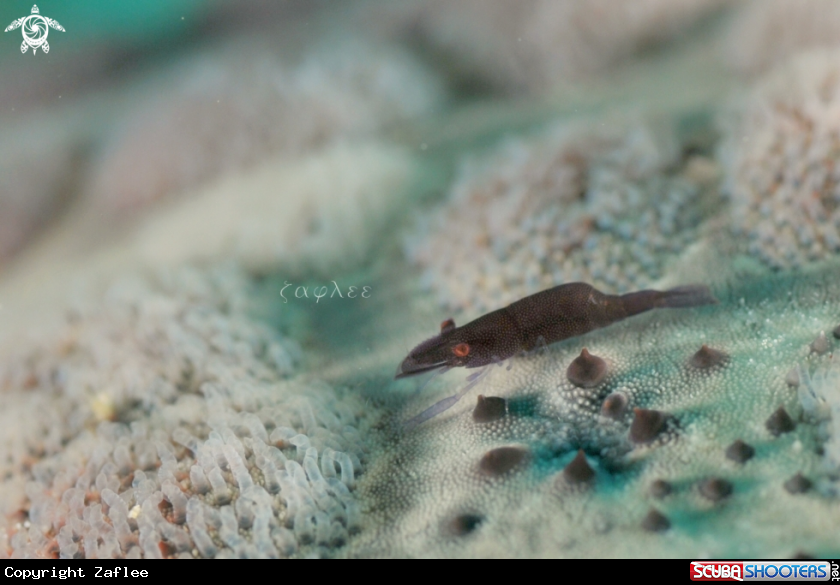 A  Sea Star Shrimp