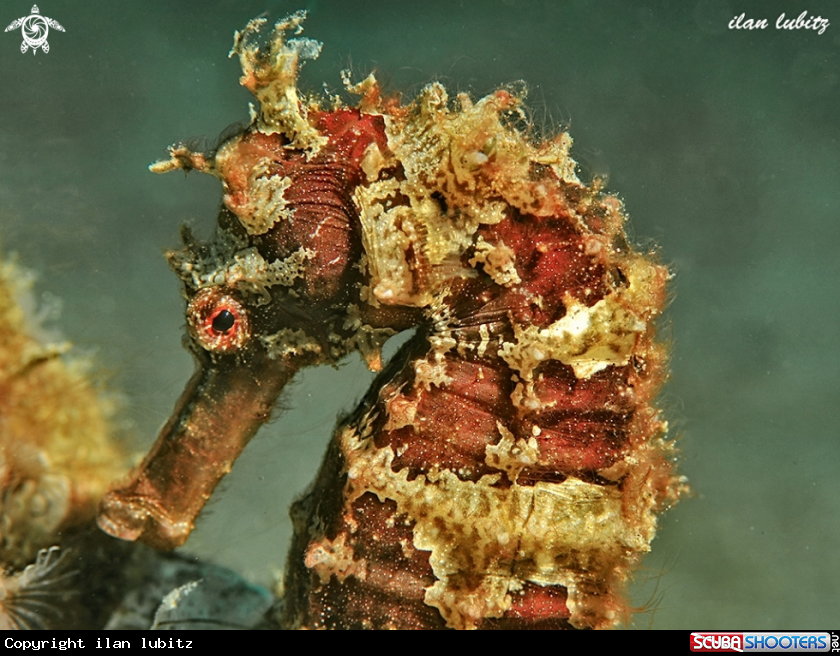 A Thorny Seahorse 