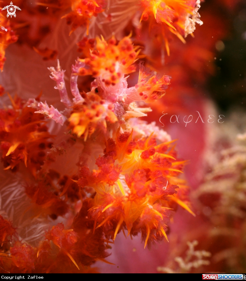 A Candy Crab