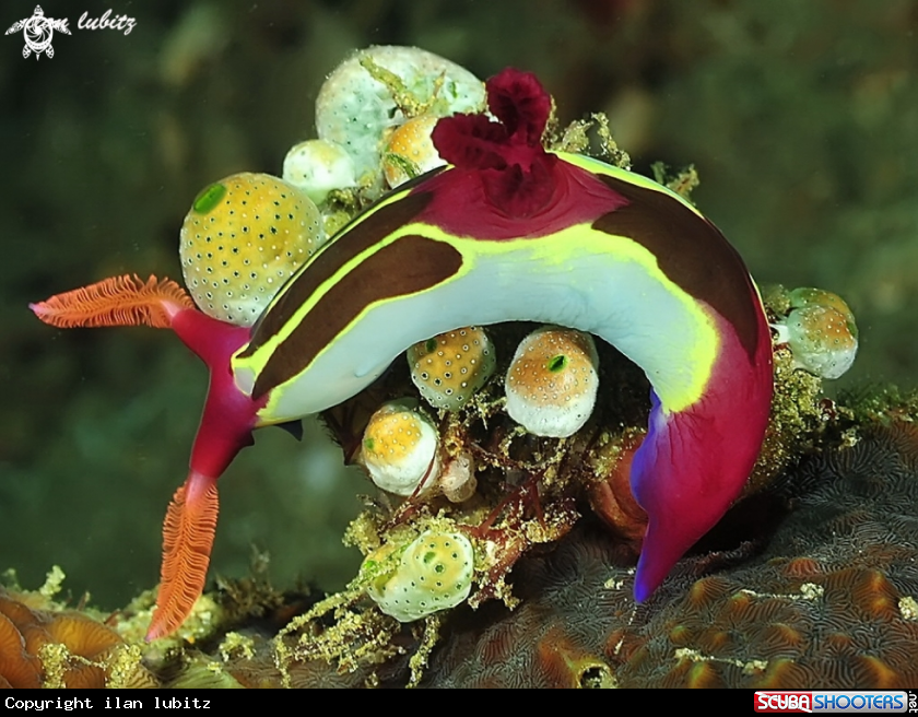 A Nudibranch