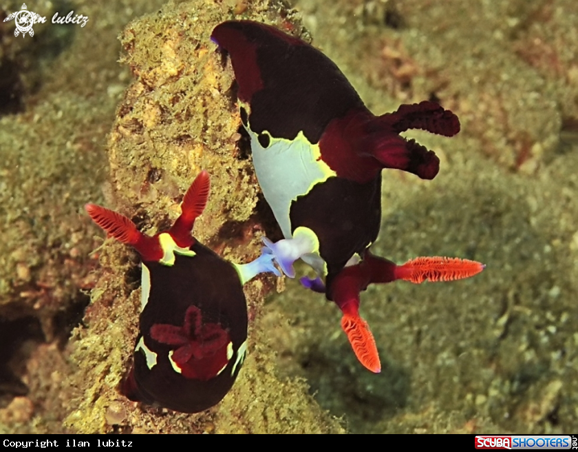 A Nudibranch