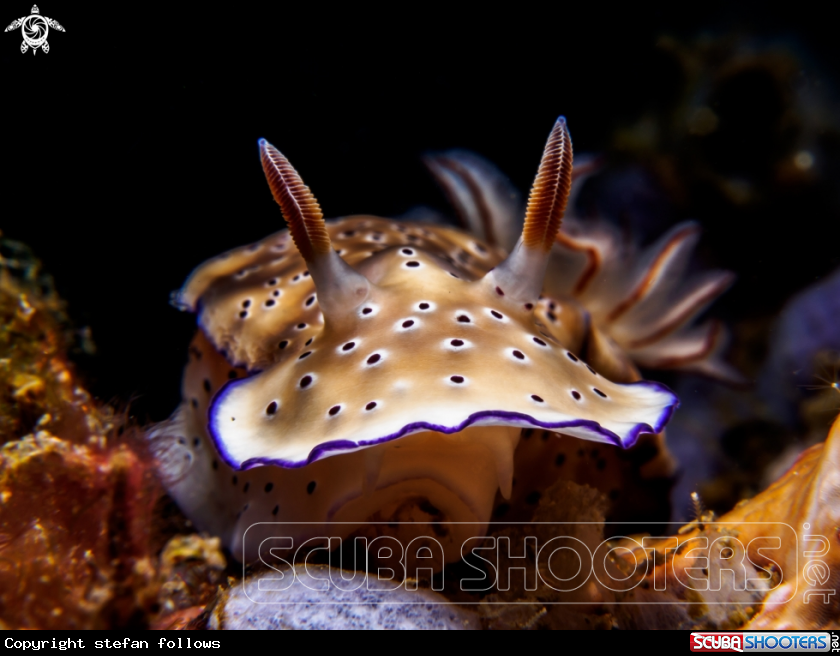 A Nudibranch