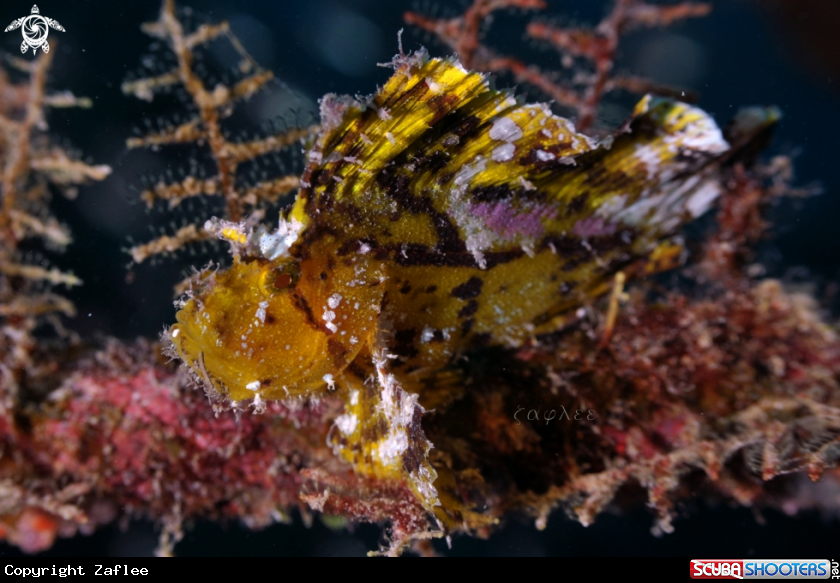 A Leaf Scorpion fish 