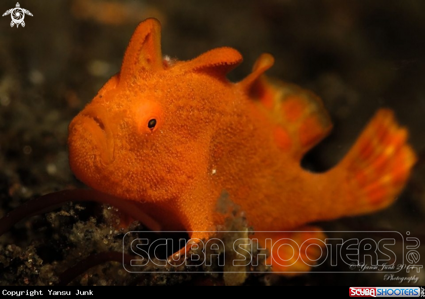 A Baby frogfish