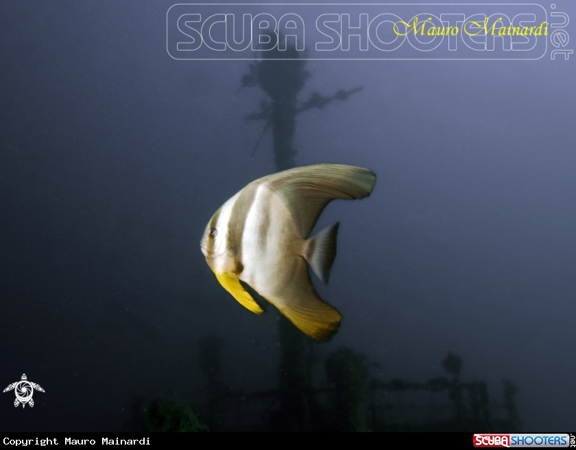 A underwater creature