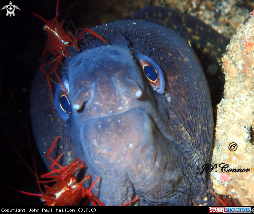 A Mediterranean moray