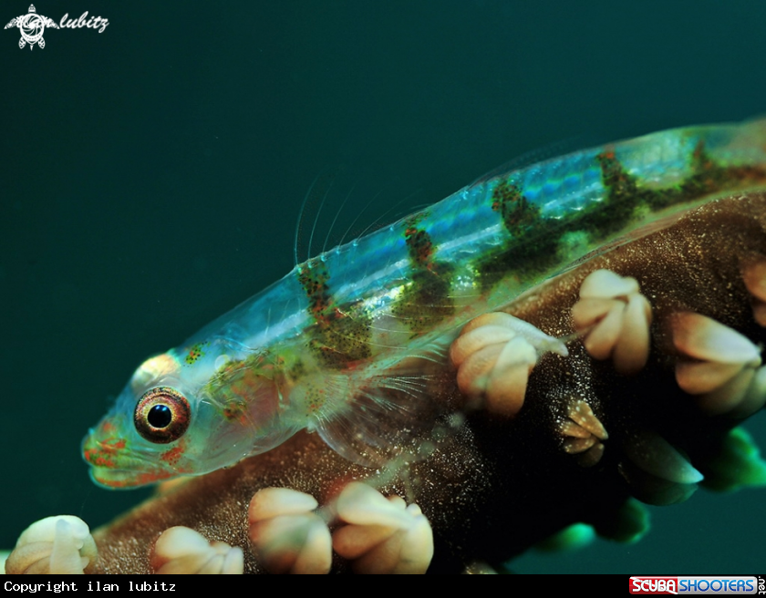 A Wire coral Goby 