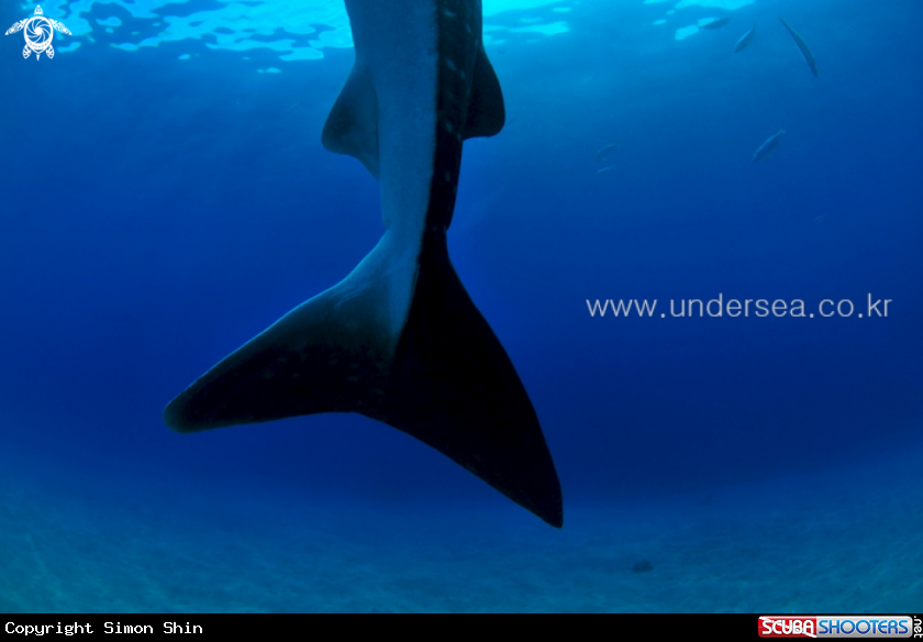 A whale shark