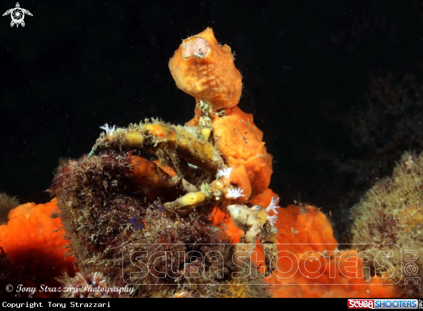 A Decorator crab