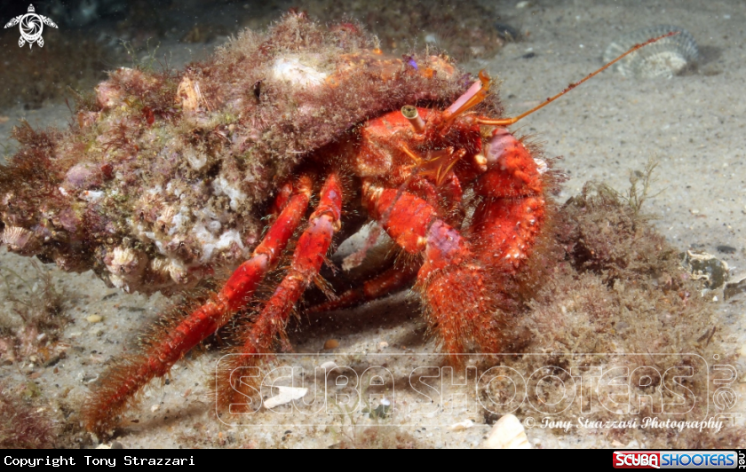 A Red hairy hermit crab