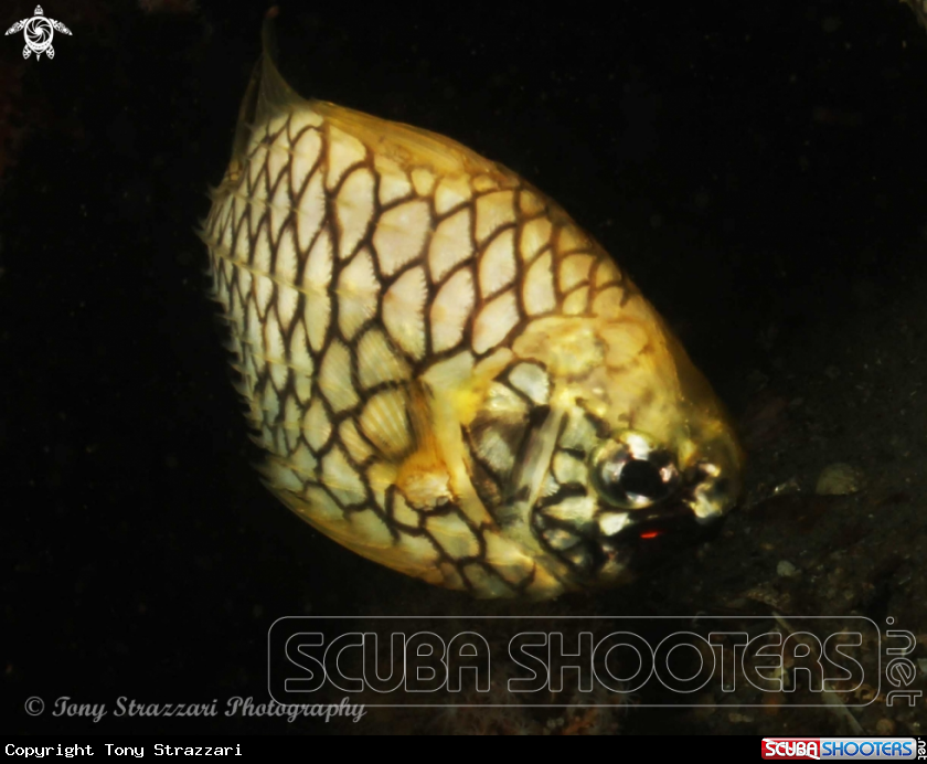 A Pineapple fish