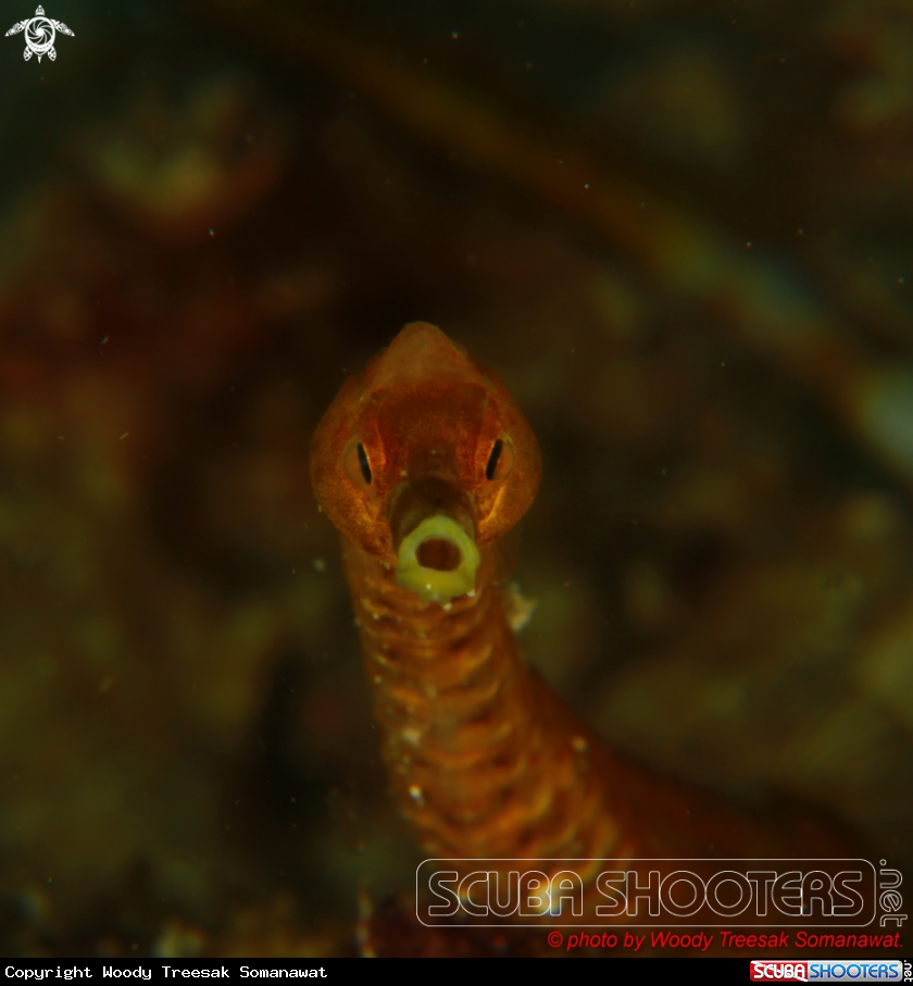 A Trachyrhamphus bicoarctatus.