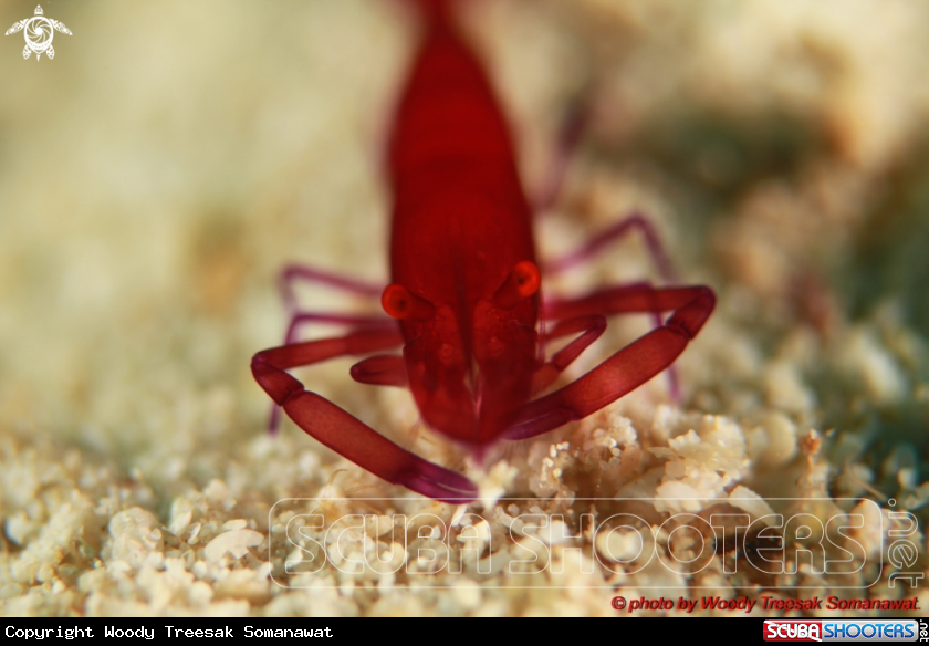 A Periclimenes imperator